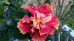 2011-05-19 08-19-03 228